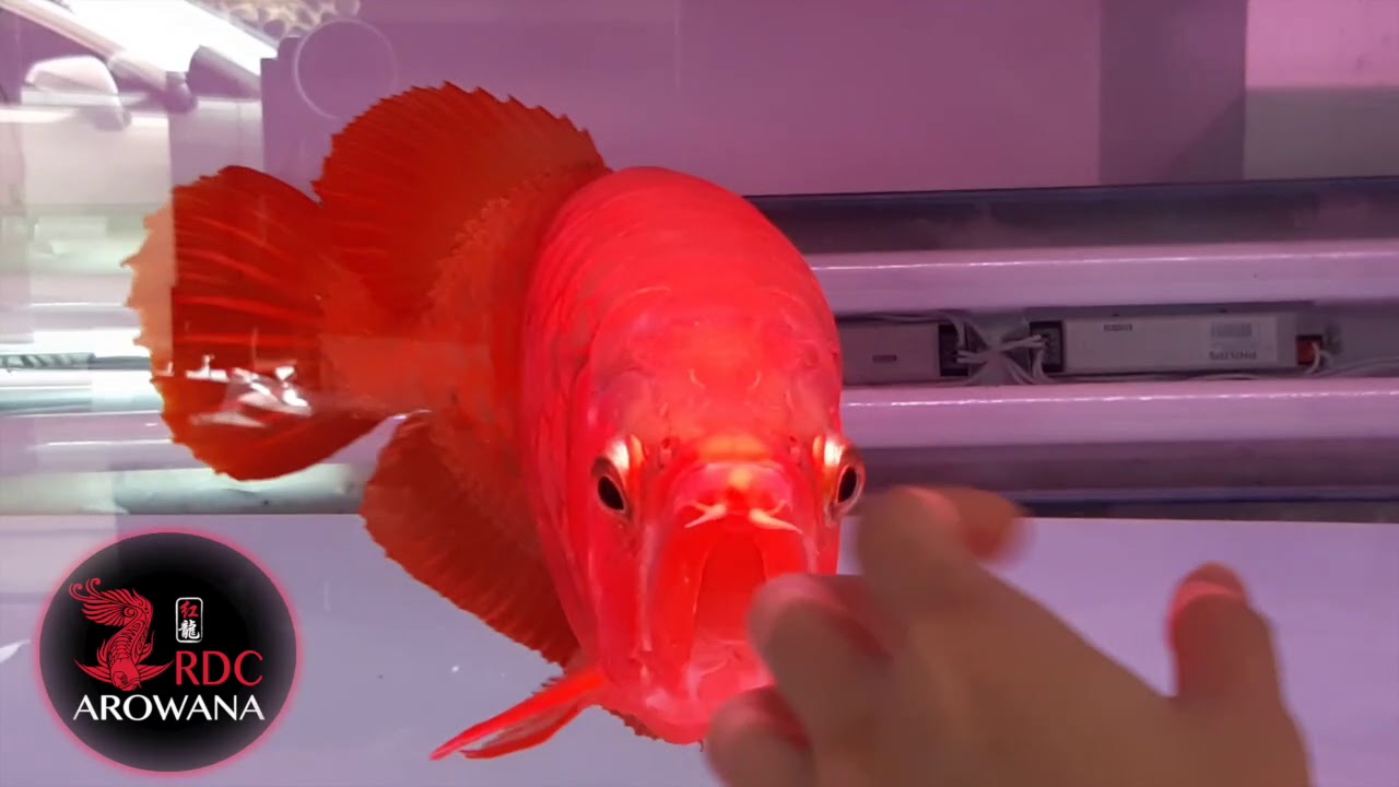 ACI CUP V 2018 AROWANA GRAND CHAMPION FROM RDC AROWANA