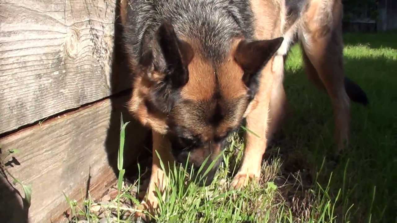 German Shepherd - SONY HDR-CX150 - Full HD Test 01