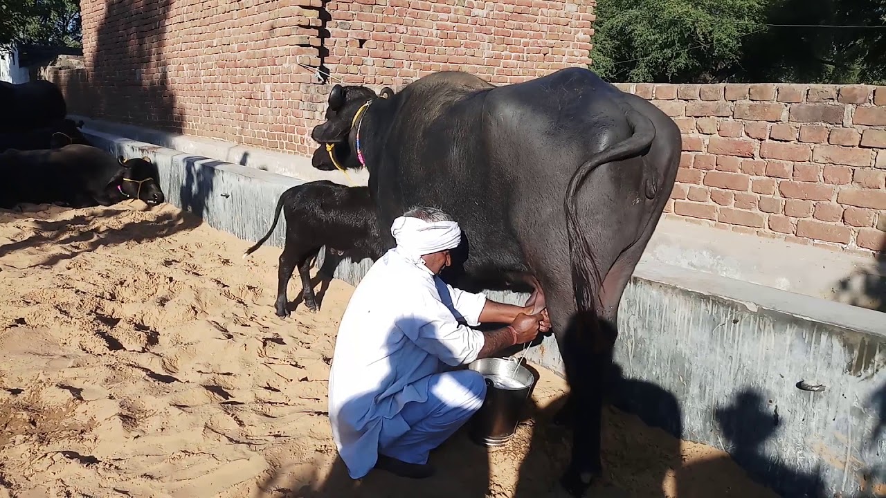 Murrah Buffalo with 16 Liters Milk yield