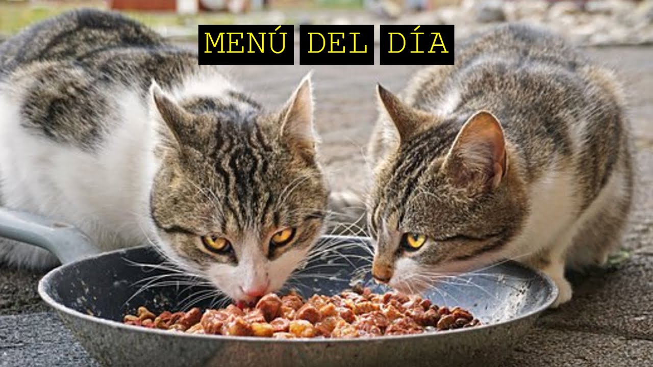 Men&uacute; Del D&iacute;a | W Restauracji Cz.1. | Hablo Espa&ntilde;ol #99