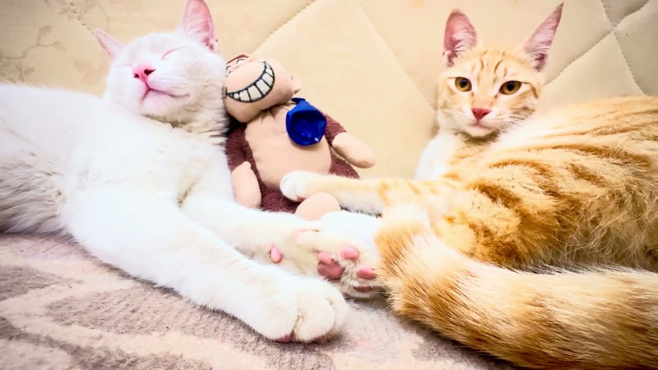 The cute trio, aro, Kai and bunny 🐵😻😻