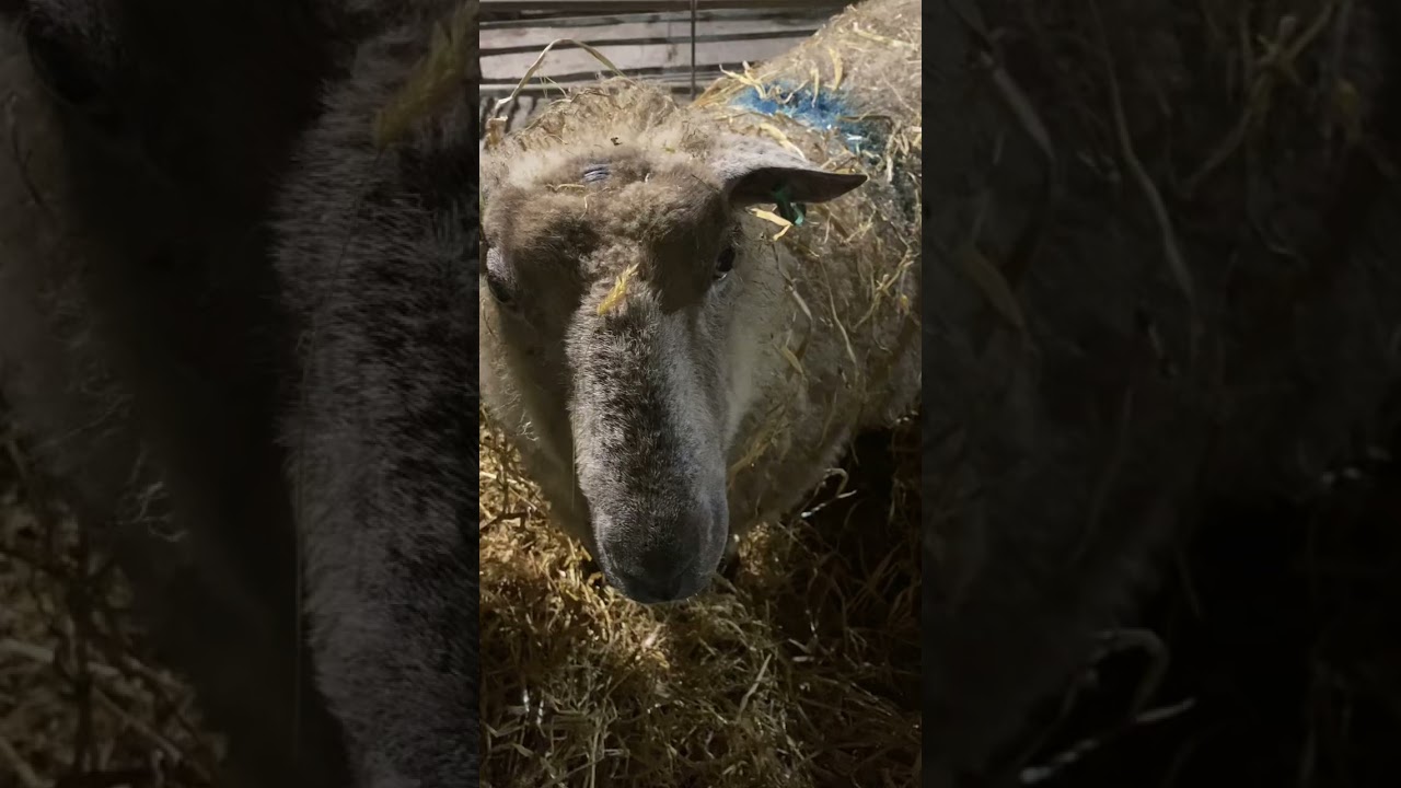 Blossom the lamb’s emotional rollercoaster!