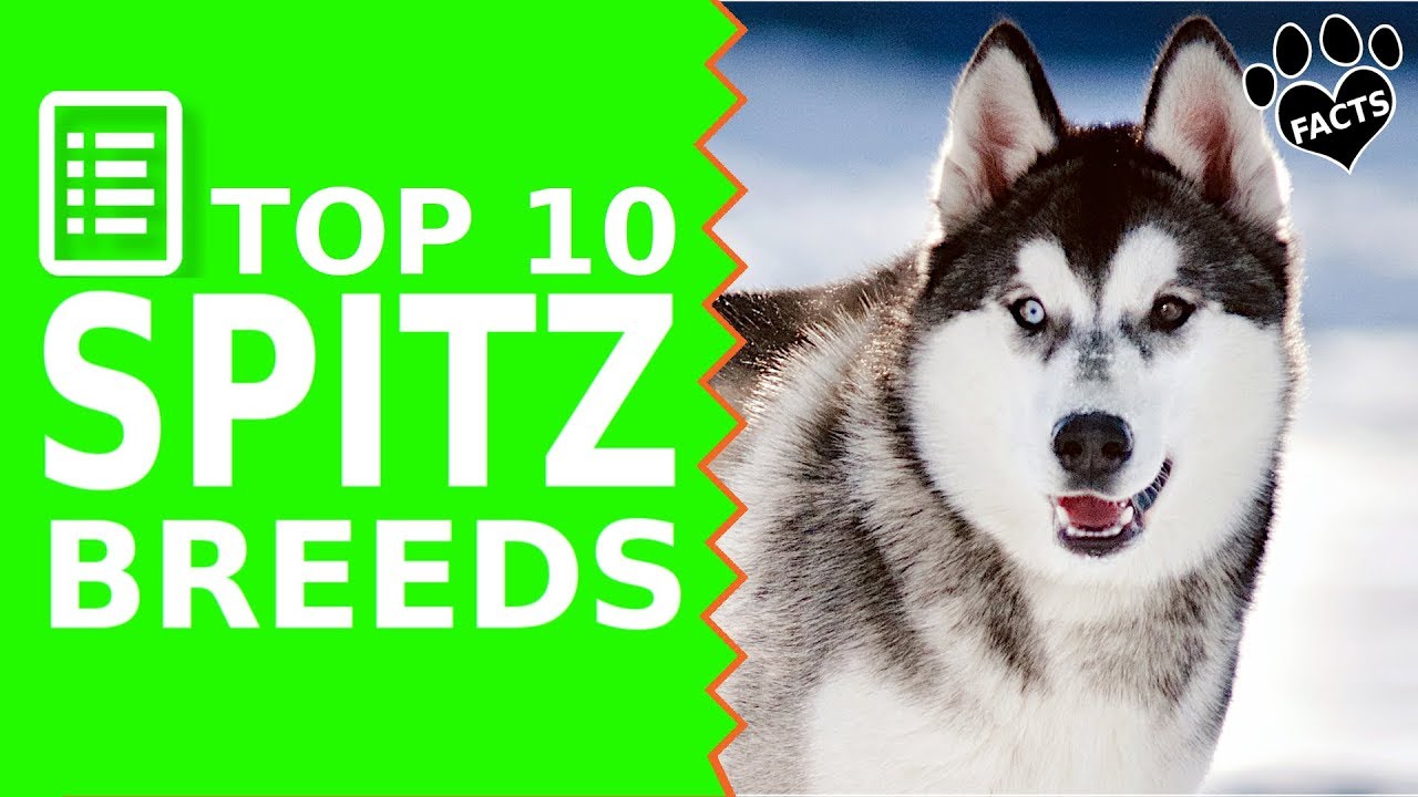 Top 10 Best Spitz Dog Breeds - Dogs 101