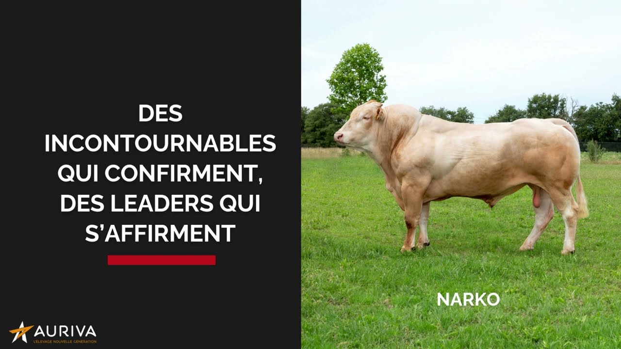 TAUREAUX BLONDS AURIVA POUR l'IA 2023-2024  - Présentation du nouveau catalogue