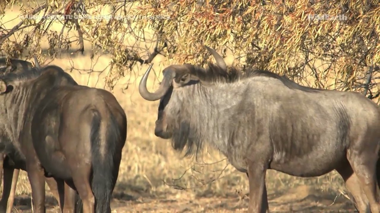 Wild Earth Virtual Safari at Mabula Private Game Reserve | Episode 7