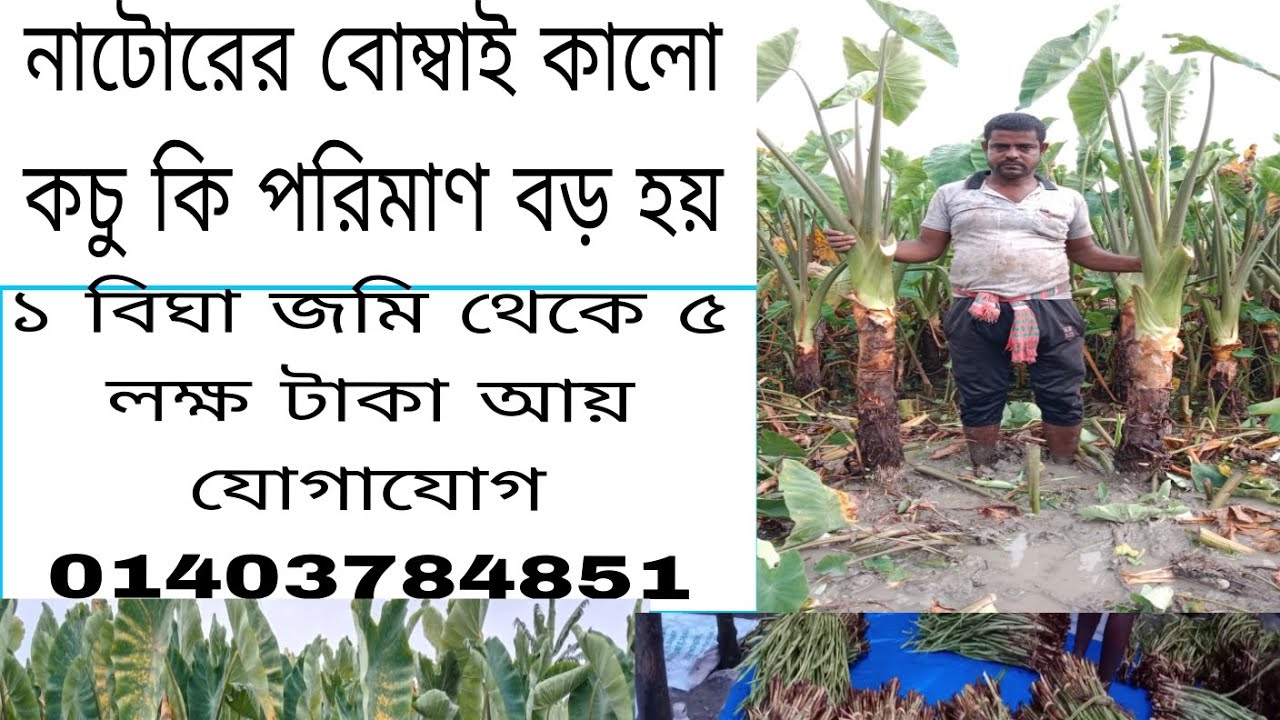 নাটোর বোম্বাই কালো কচু চাষ পদ্ধতি