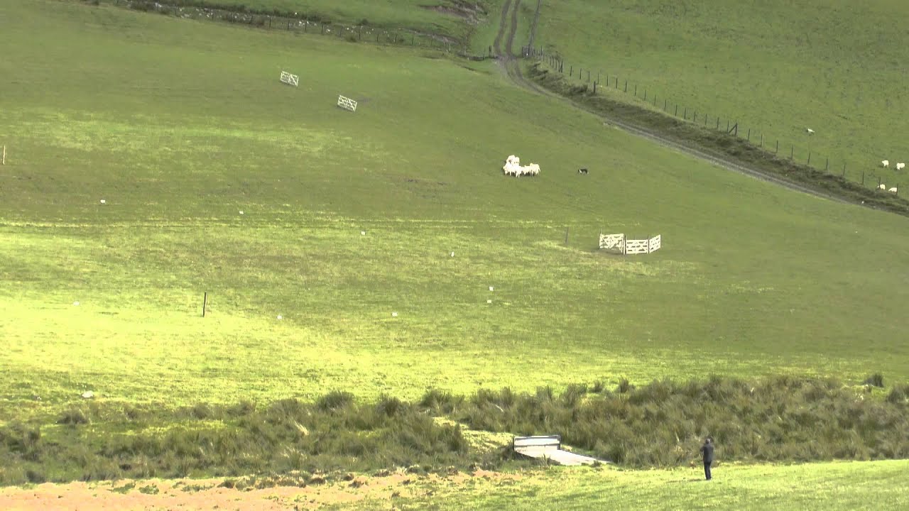 Nij Vyas Sheepdogs - Nigel Watkins and Cody at Defaidty Double Gather 2013