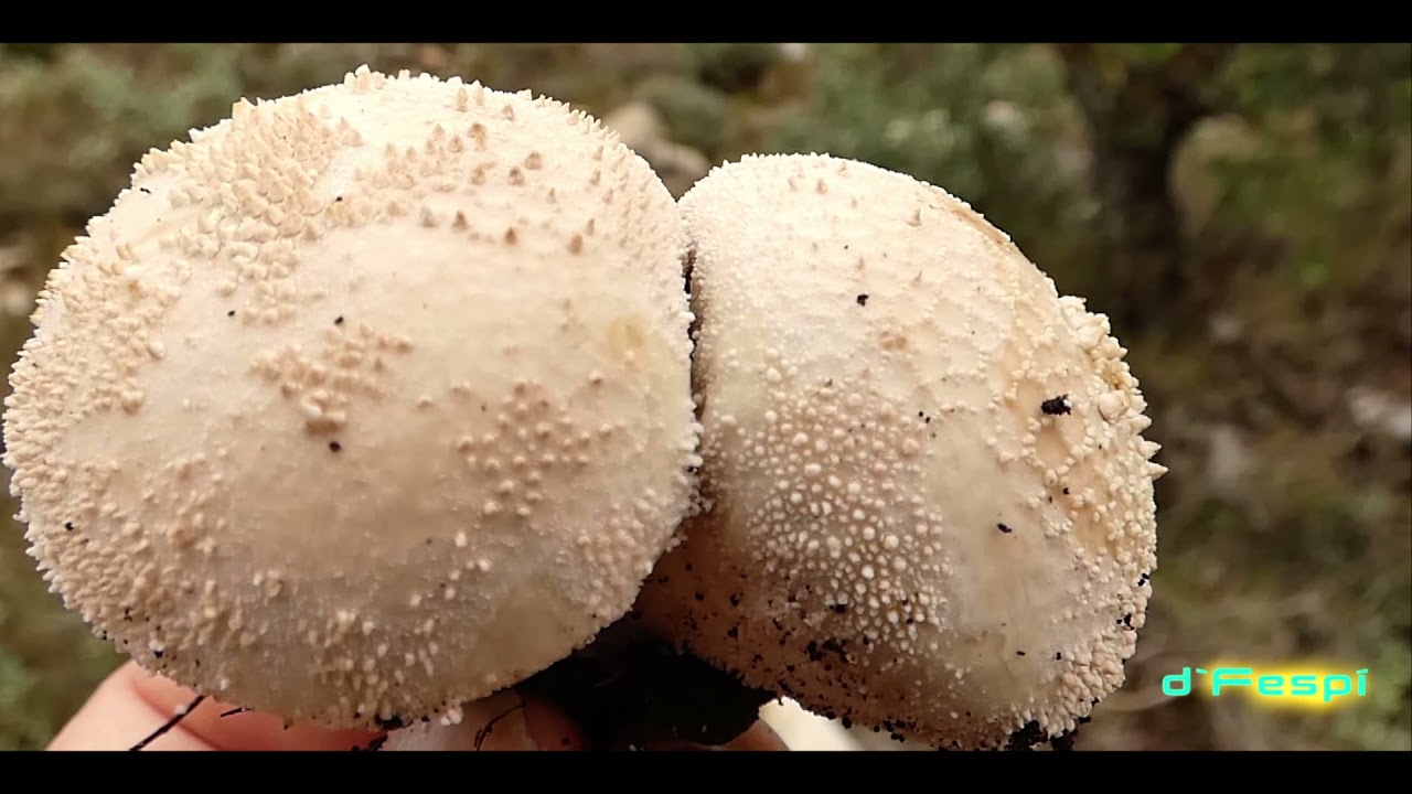 G&eacute;nero LYCOPERDON- Bejines- Cuescos de lobo - L  molle - L perlatum -L  pyriforme-