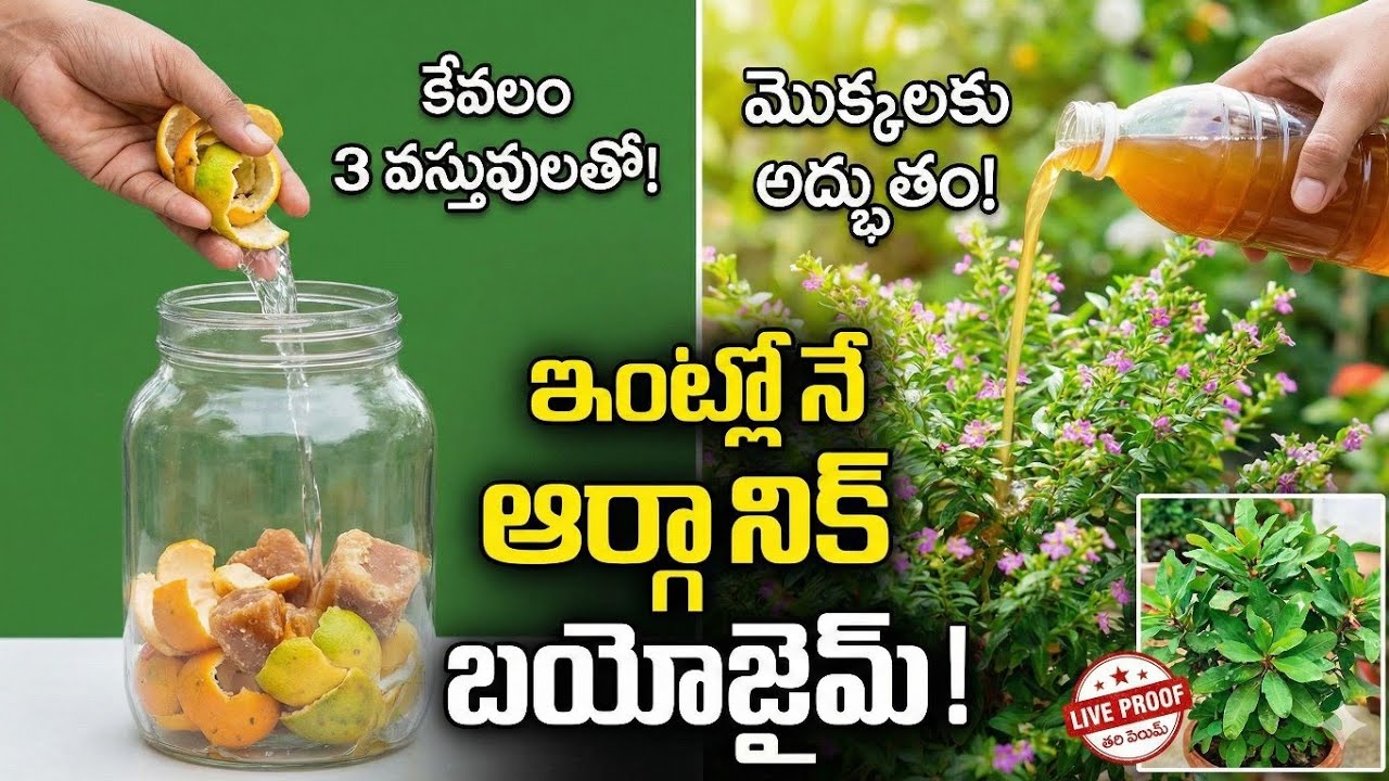 ఆర్గానిక్ బయోజైమ్ తయారు చేద్దాం| రైతులకు అద్భుత పరిష్కారం