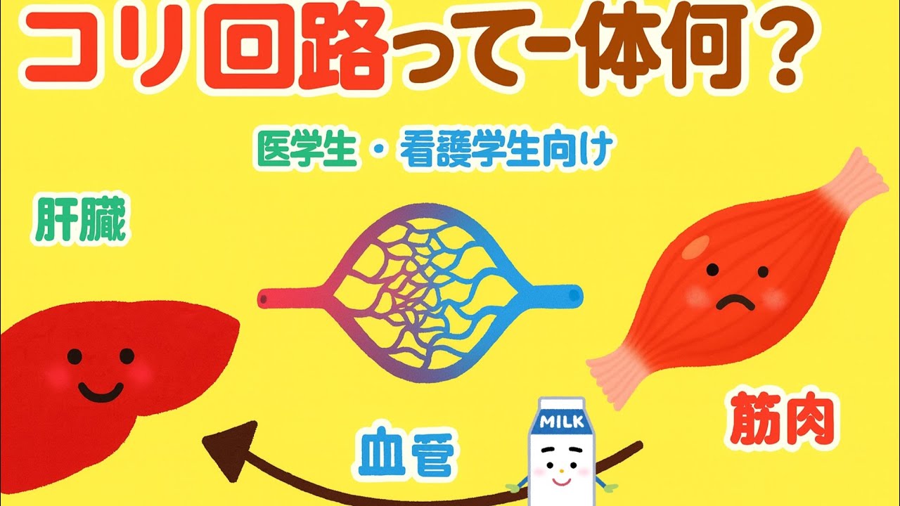 コリ回路を完全解説！筋肉と肝臓で乳酸がグルコースに変わる仕組み｜医学生・看護学生必見#cbt #勉強 #医学生 #国試対策 #看護学生 #基礎医学#生化学 #運動 #生化学 #基礎医学