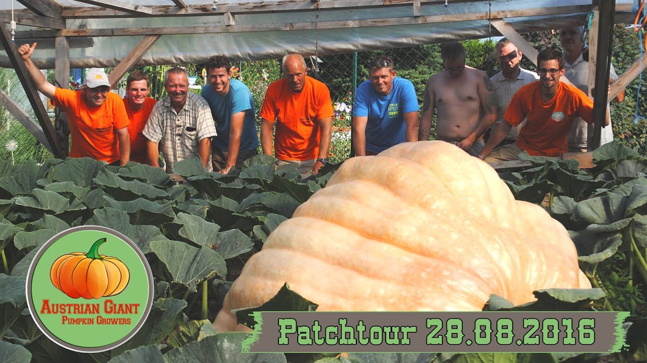 Austrian Gigant Pumpkin Patchtour 2016