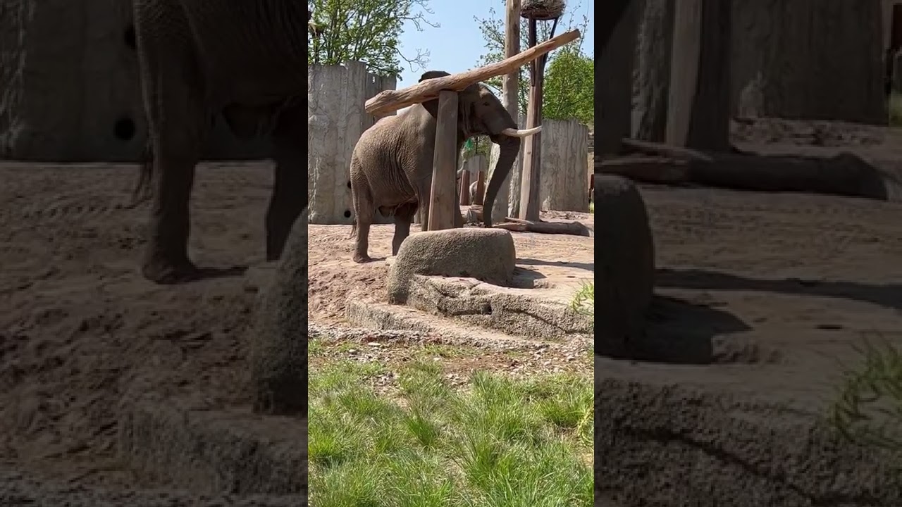 Elephant Expertly Balances Logs at Basel Zoo