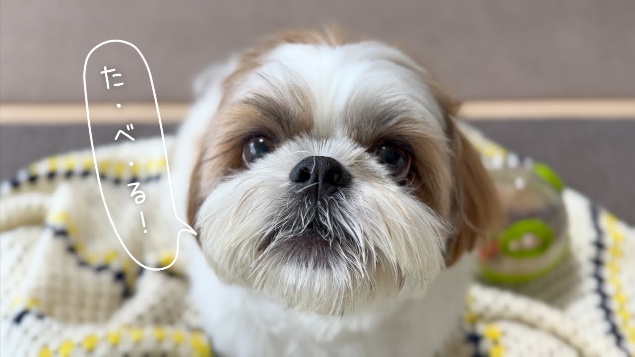 【シーズー】100日後に「食べる！」って言う(かもしれない)イッヌw w w【犬Vlog】