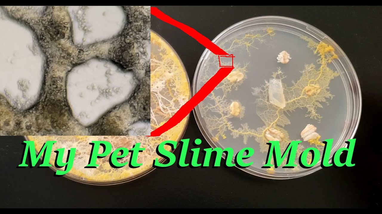 My New Pet Slime Mold