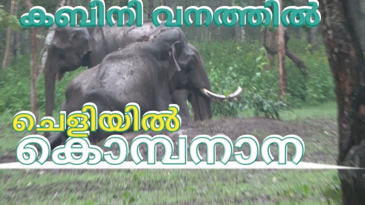 Elephant Mud Bath in Kabini Safari. Leopard sighting.
