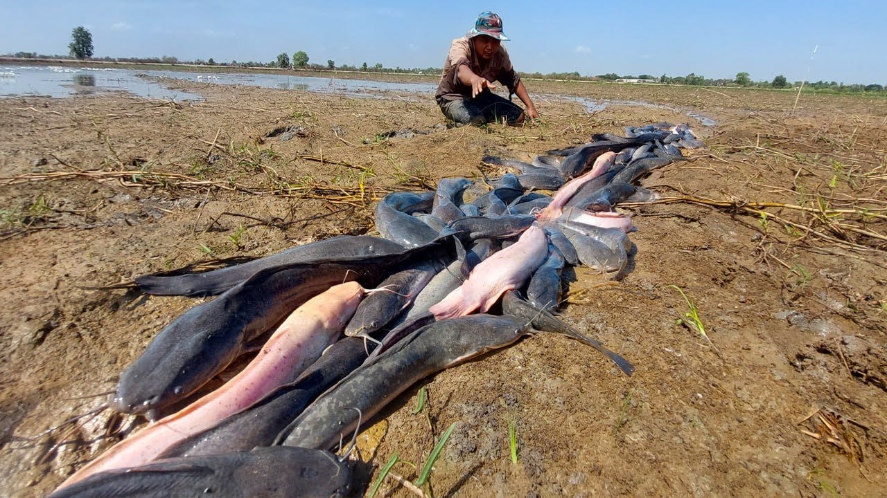 Best hand fishing skill/ a fisherman catch a lot of fish by hand 🤚 o