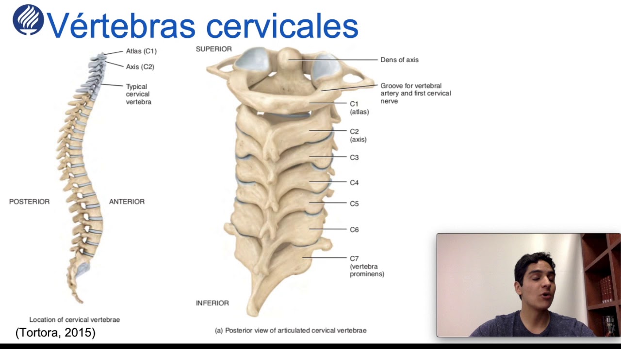 Irrigación del encéfalo