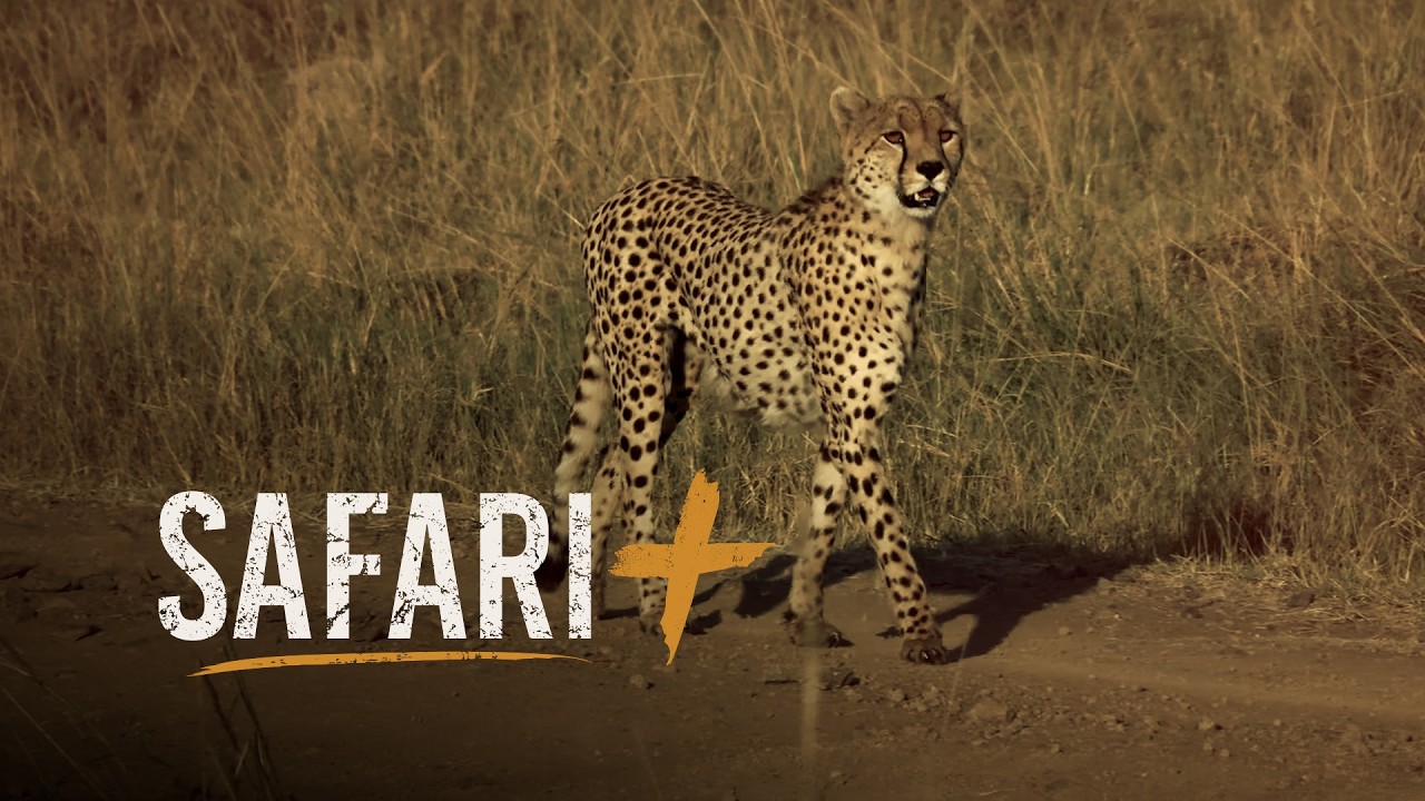 Рожденные бегать &mdash; SafariPlus