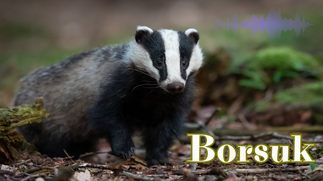 Borsuk - Odgłosy Borsuka
