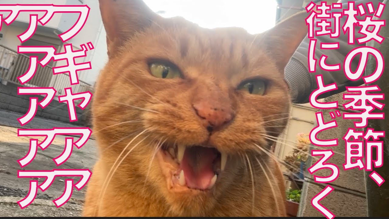 フギャアアアの怪鳥音、猫のいない街に響き渡る Memories of the unique cats in this town