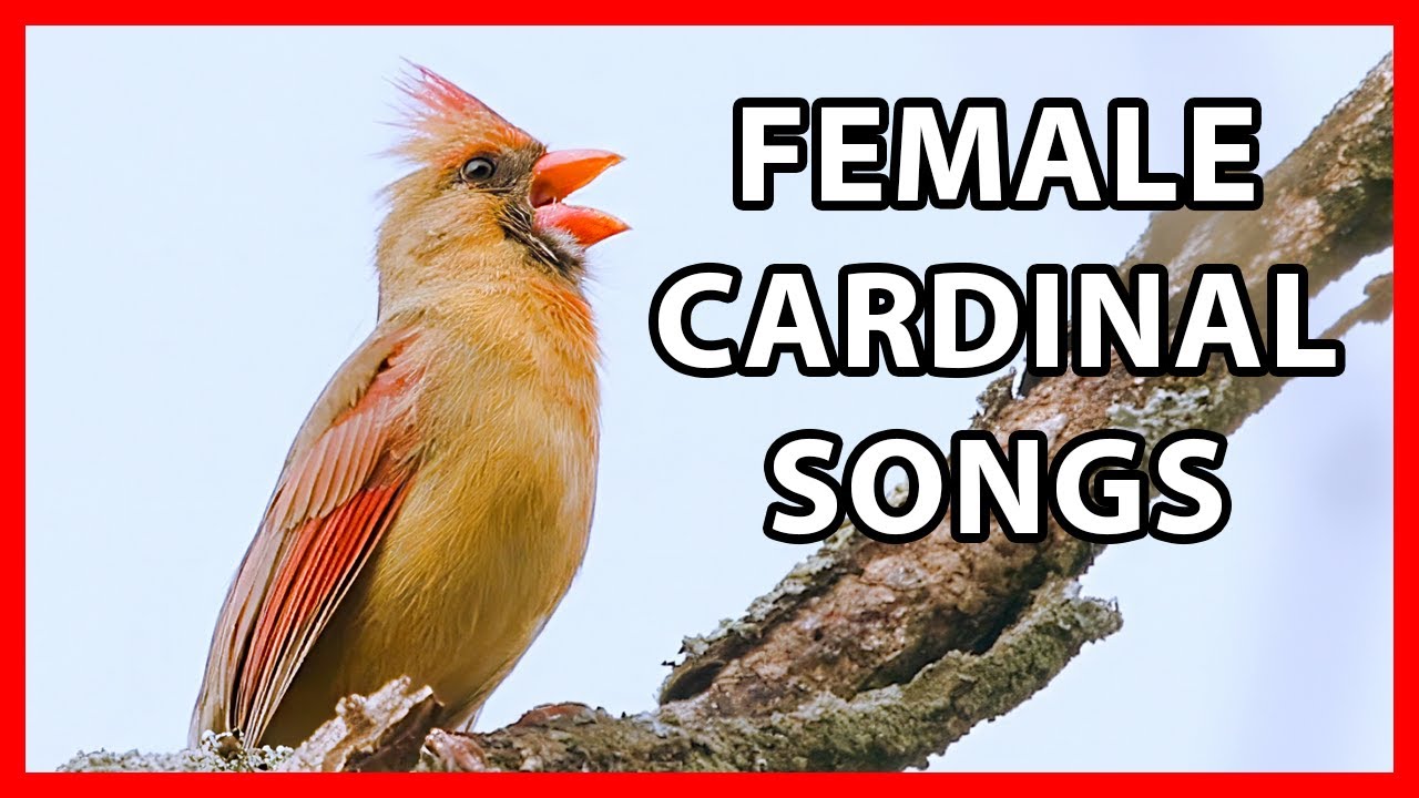 Female Cardinal Singing, Duet Songs
