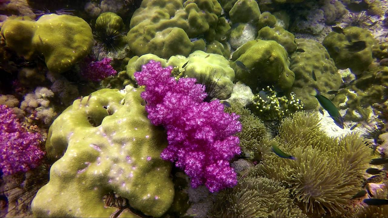 Coral reef @ Koh Lipe, Thailand