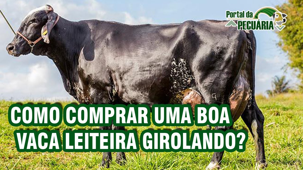 Como comprar uma boa vaca leiteira Girolando?