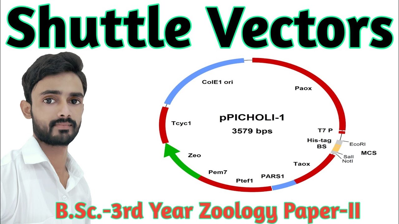 Shuttle Vectors | B.Sc.-3rd Year Zoology Paper-II (Biotechnology) by-Prahalad Sir