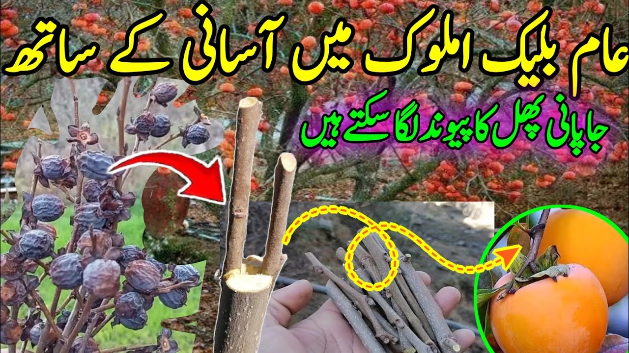 black amlok grafting a japani phal. amlok عام کالے املوک میں جاپانی املوک کا پیوند لگاے آسانی کےساتھ