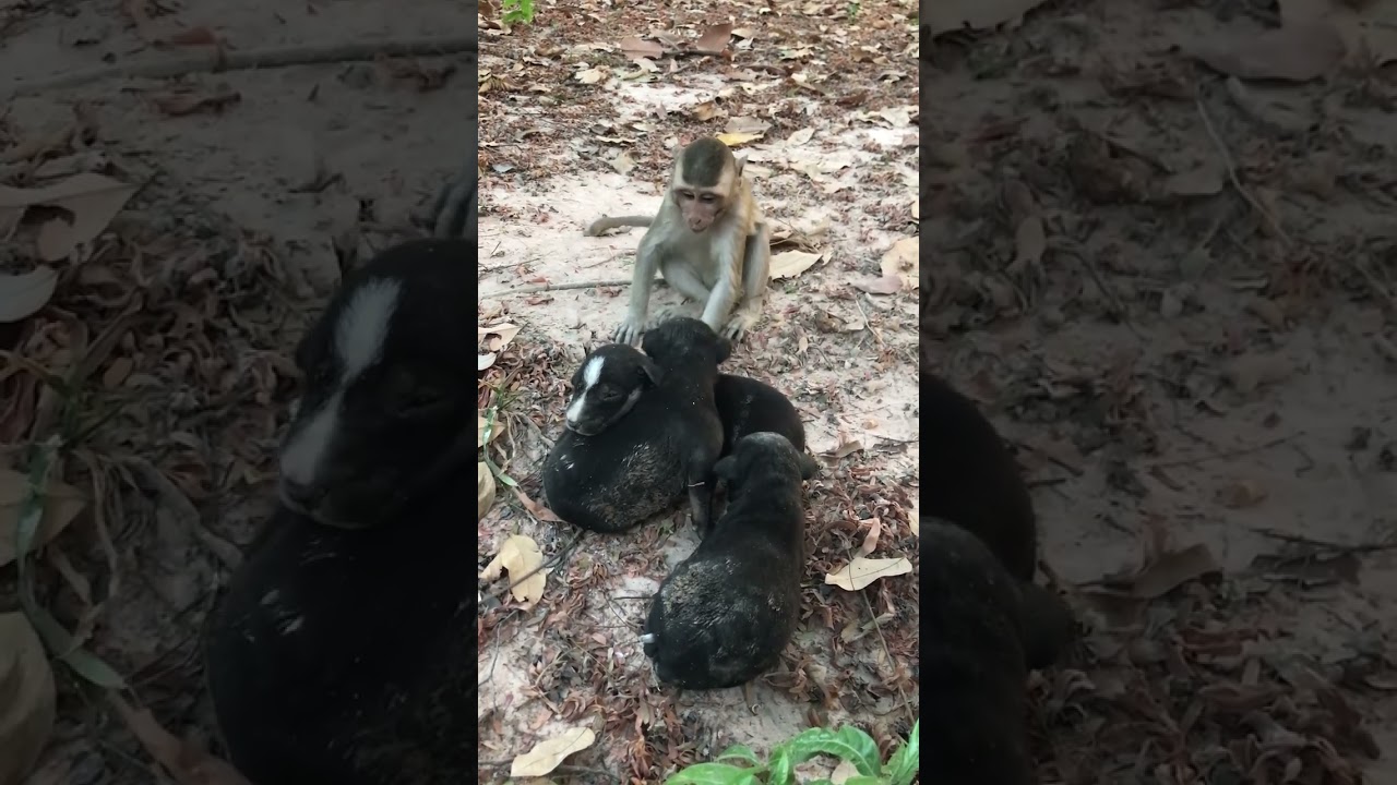 Monkey Daily Show