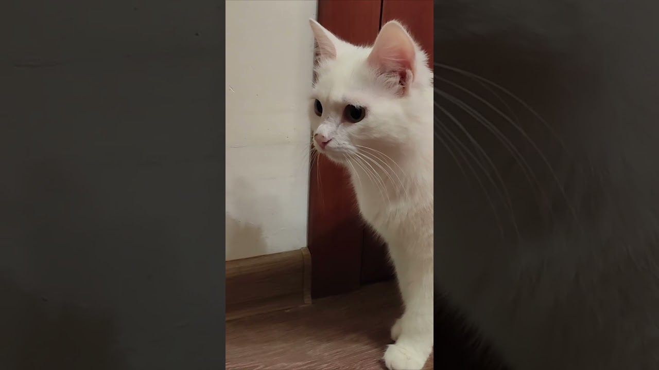 Mother cat calls her kittens. Kittens meow...