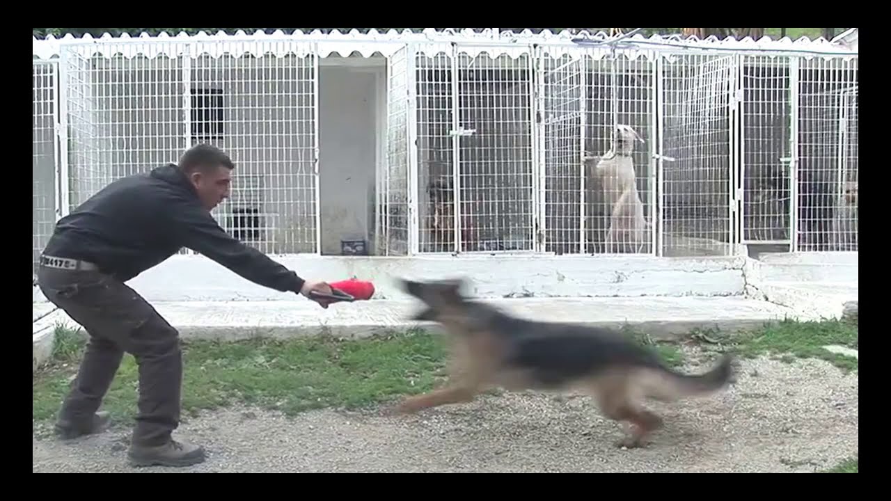 Ακόμη ένας Γερμανικός ποιμενικός, δάγκωμα από πιο κοντά σε αργή κίνηση. Alfipi, εκπαιδευμένοι σκύλοι