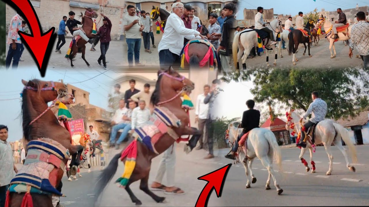 ફુલેકા માં ગયા રોજી અને કબૂતરી લાય ને અને પોની 😳