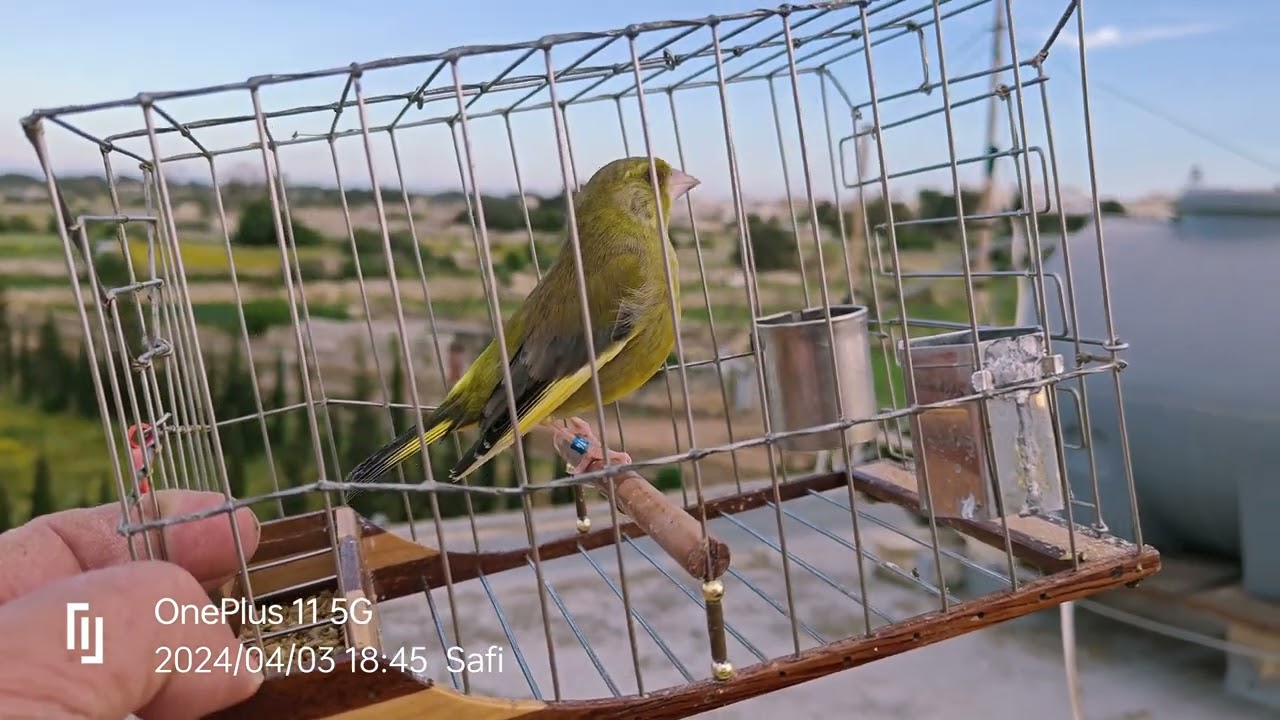 #Greenfinch singing Virdun #23 🌟IC-CHINA 🌟👌🏻🚀⚡🔊🏆🧿 💚💚💚