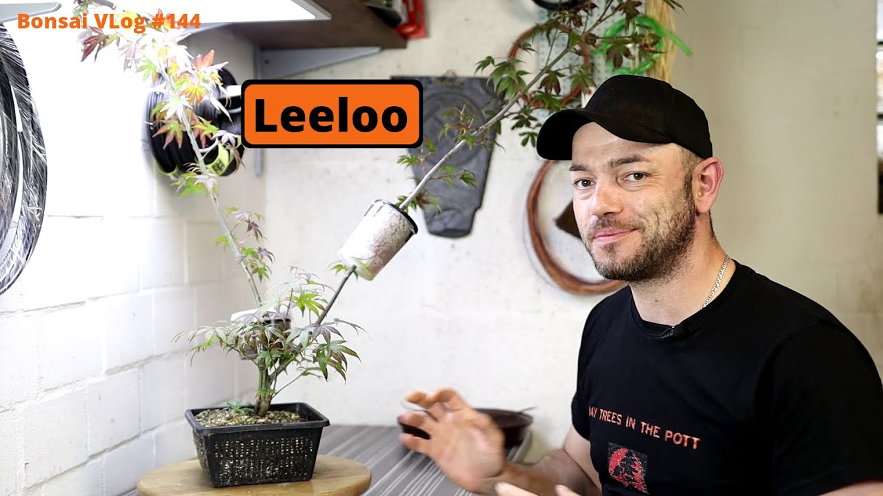 Das unmögliche ist passiert, das 5 Element - Acer pal. Atropurpureum [Abmoosung] | Bonsai VLog #144