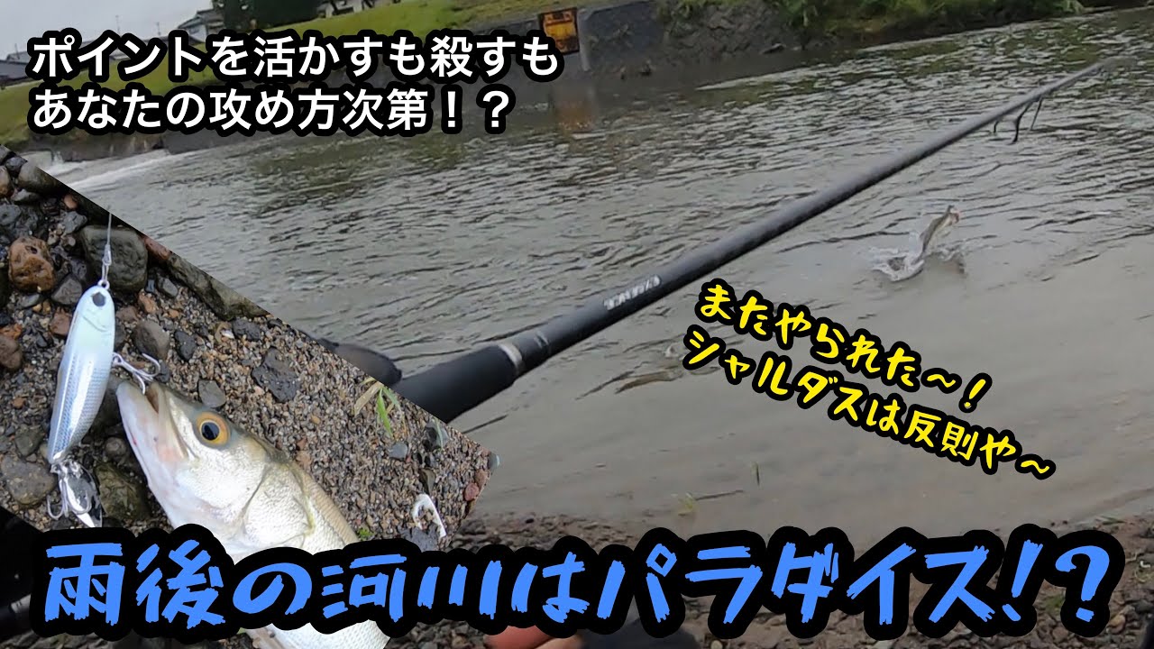 【シーバス】デイゲーム！雨後の河川はパラダイス！アルゴからのシャルダス！