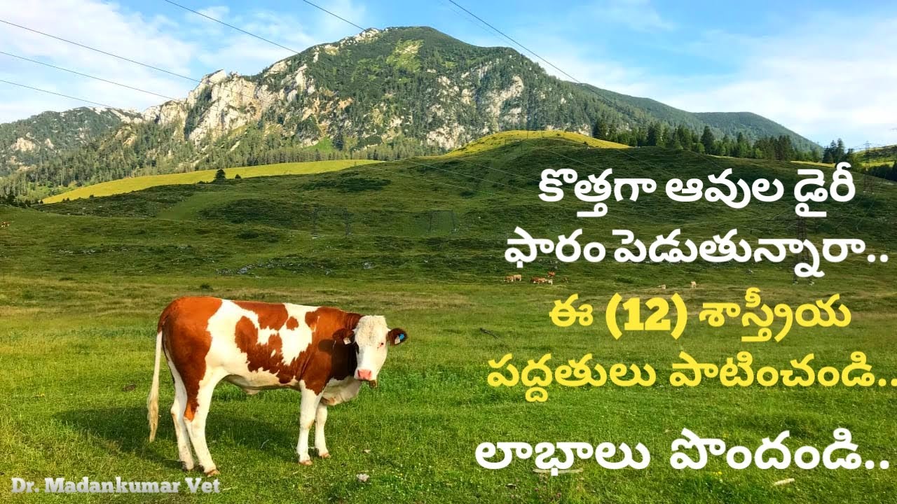 How to make Cow Dairy Farming Successful and Profitable Telugu | Dr. Madankumar Vet