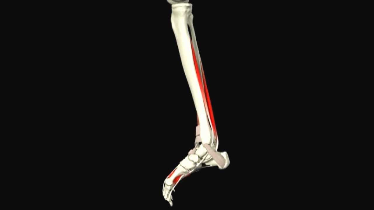 Video de la mecánica del cuerpo humano.