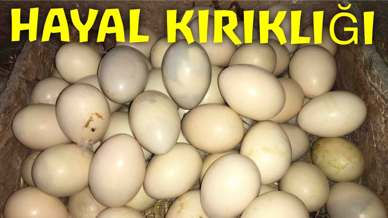 ÖRDEKLER ile IRMAĞA GİRDİM!(Yüzlerce Yumurta Telef Oldu? (YENİ ÖRDEK ve CIVCIV ÇIKIMI) #doğalüretim