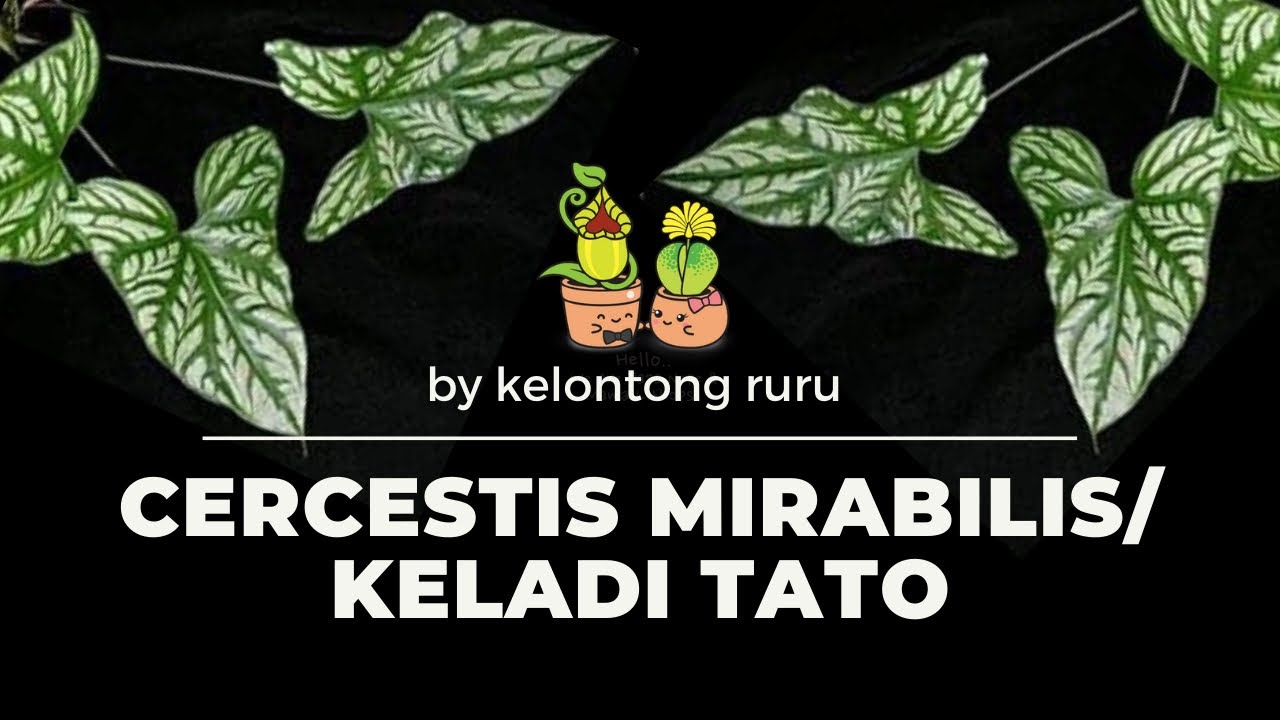 PROPAGASI SULUR CERCESTIS MIRABILIS/ KELADI TATO