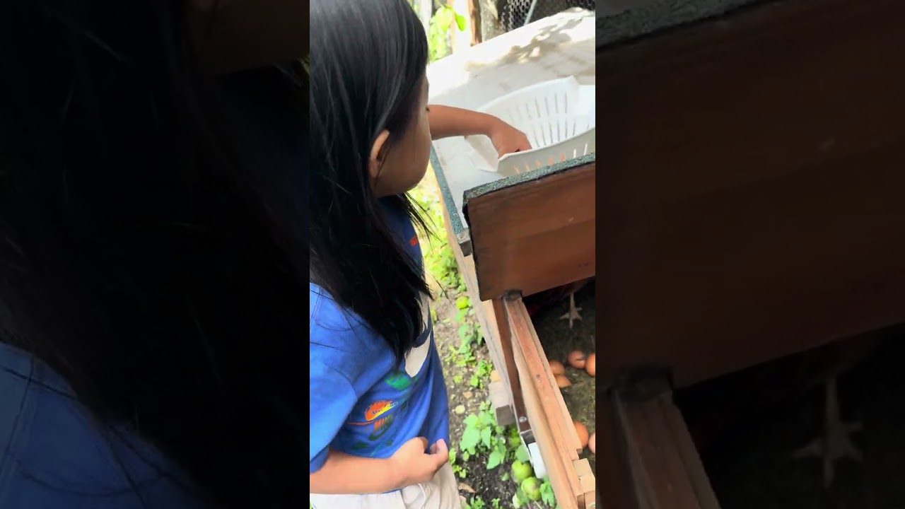 Backyard egg harvesting