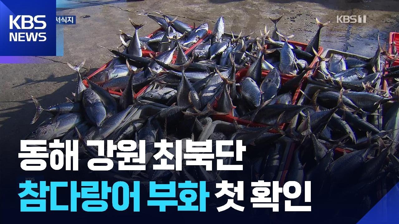 참다랑어 산란장이 된 동해&hellip;강원 최북단 첫 확인 / KBS  2026.04.01.