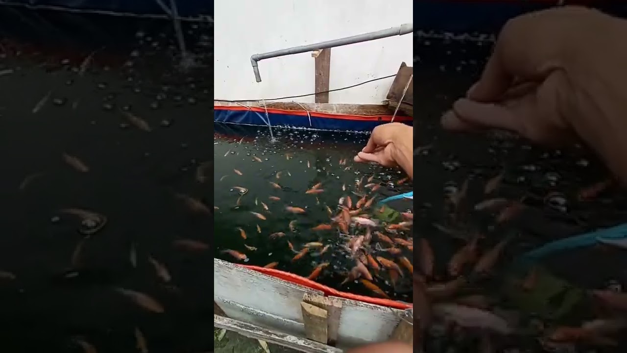 Budidaya ikan nila di kolam terpal sistem sirkulasi
