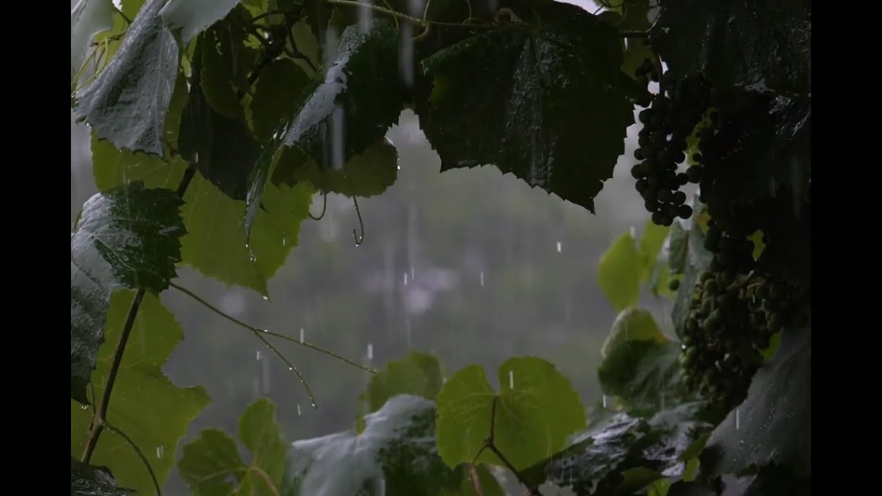 Rain falling, standing under a tree, how can I escape