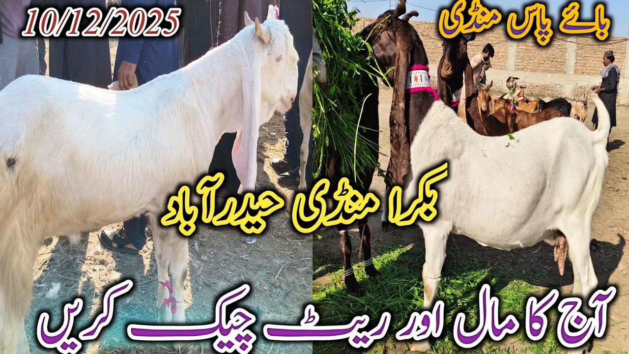 Bakra Mandi Hyderabad | Latest update | Bakra Eid 2026 | Goat milking | Bypass Mandi | 10/12/2025