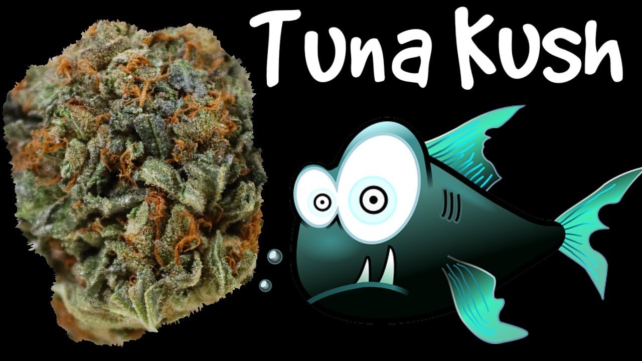 Tuna Kush OFFICIAL Strain Review 🐟🐟🐟