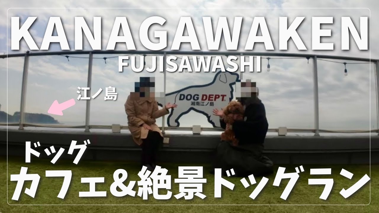 【DOG DEPT】今回も大興奮のぽっちゃりさん⌇貸し切りドッグラン⌇江ノ島⌇湘南⌇