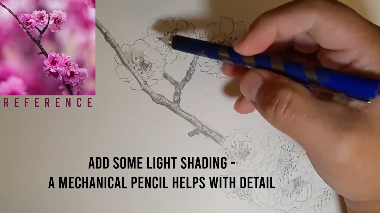 How To Draw Cherry Blossoms on a Branch with #2 HB Pencil