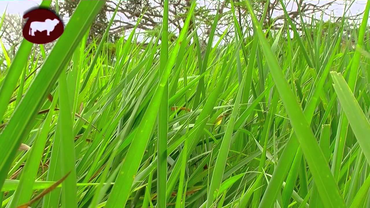 Manejo de Suelos y Pastos en Explotaciones Ganaderas (Silvopastoril) - TvAgro por Juan Gonzalo Angel
