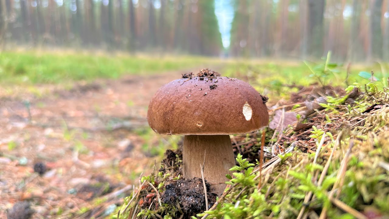 Borowiki rozkręciły się na całego ! Udane borowikobranie w Puszczy Słupskiej
